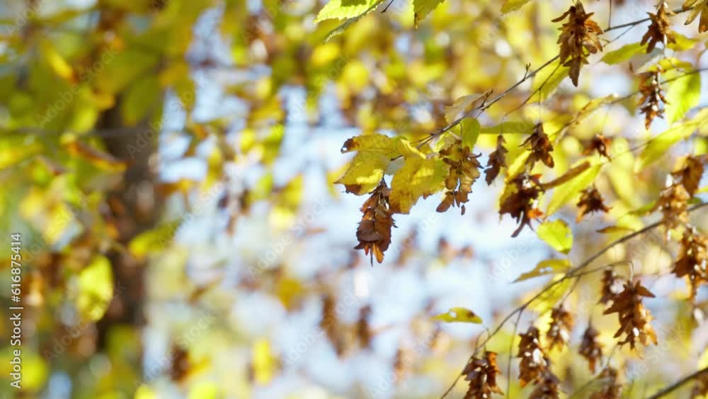 Yellow and drying brown leaves on tree twigs in autumn sunlight. Yellow and drying brown leaves on tree twigs in autumn sunlight.