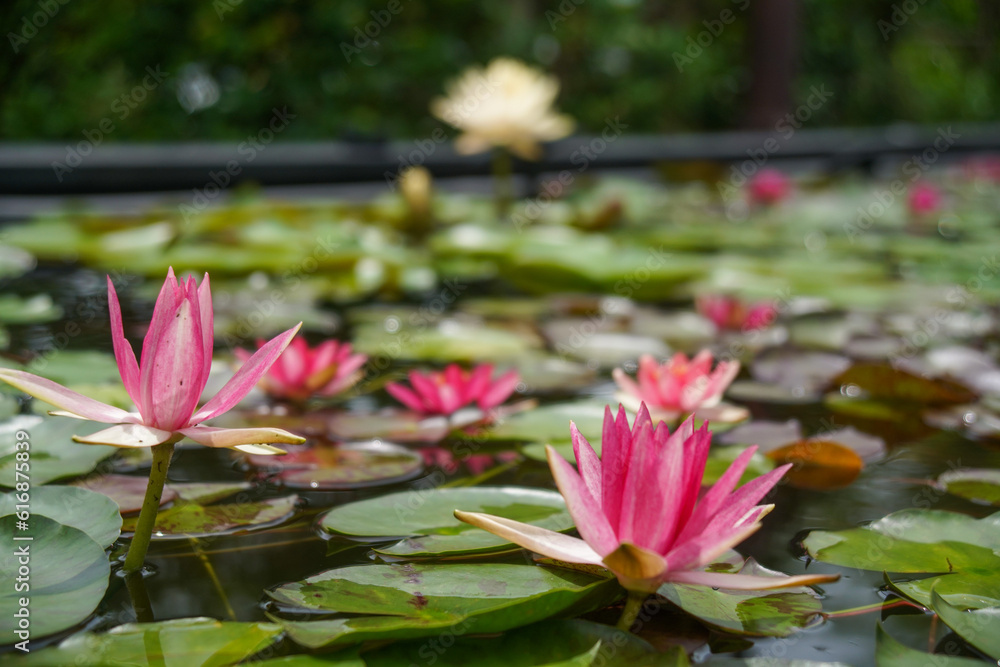 水性植物公園水の森の睡蓮 水性植物公園水の森の睡蓮