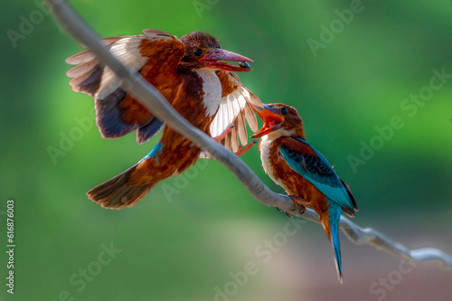 Obraz na plátne pair of white throat kingfisher, The white-throated kingfisher also known as the