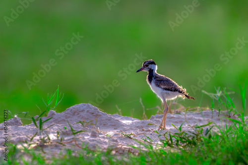 juvenile bird in blur background, The red-wattled lapwing is an Asian lapwing or large plover, a wader in the family Charadriidae