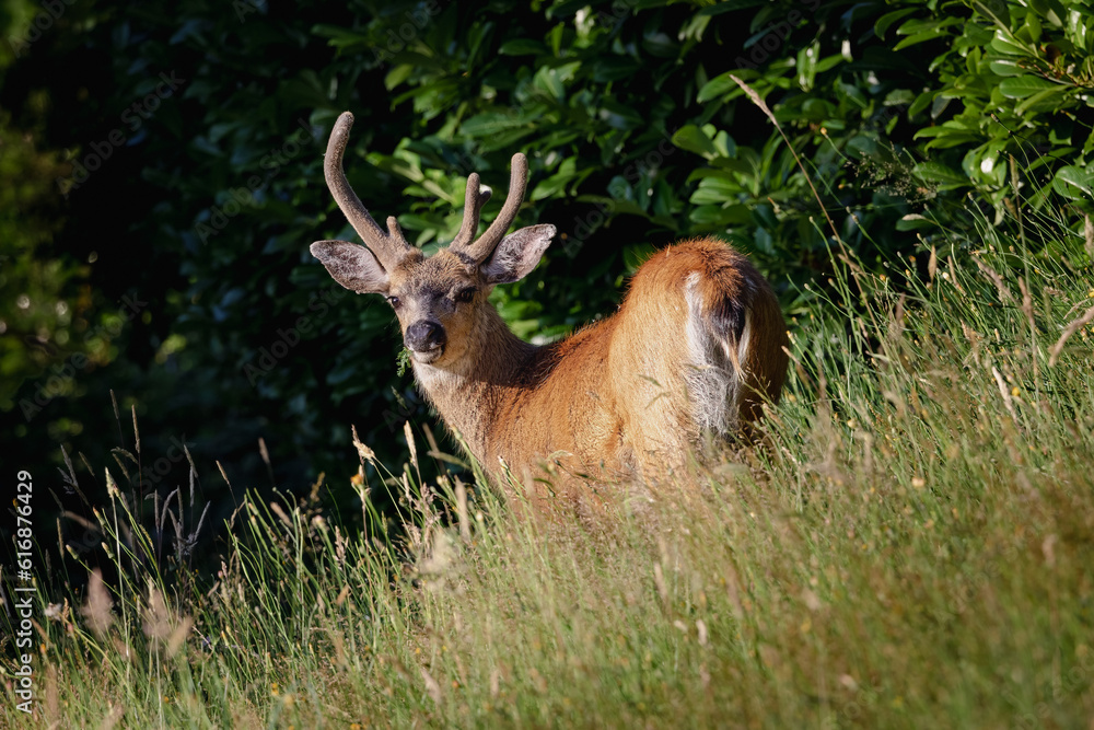 buck grazing in tall grass buck grazing in tall grass