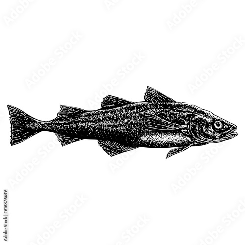 Alaskan Pollock hand drawing vector isolated on background.