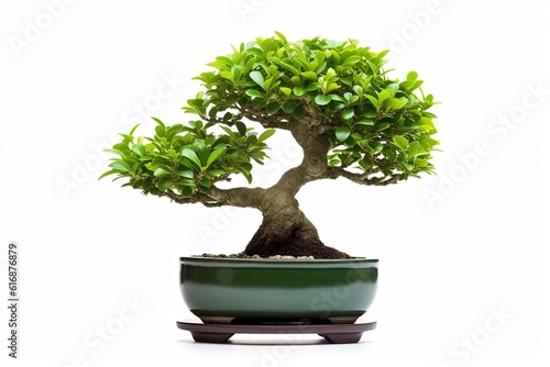 Small tree bonsai isolated on white background. Generative AI.