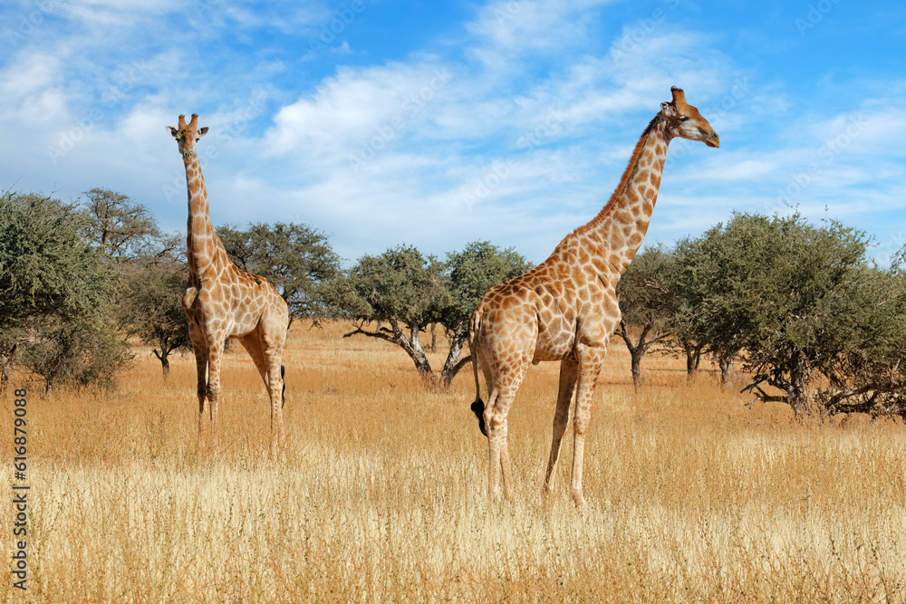 Fototapeta premium Two giraffes (Giraffa camelopardalis) standing in natural habitat, South Africa.