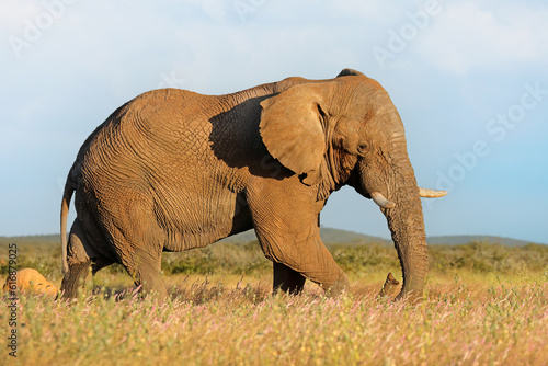 Large African elephant bull  Loxodonta africana   Etosha National Park  Namibia.