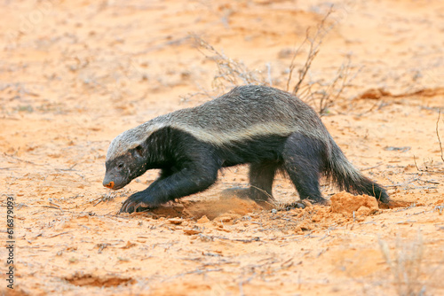 A honey badger (Mellivora capensis) in natural habitat, Kalahari desert, South Africa. photo