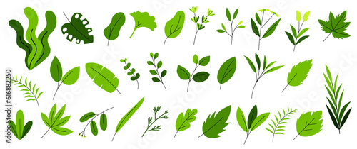 Leaves & Herbs 1