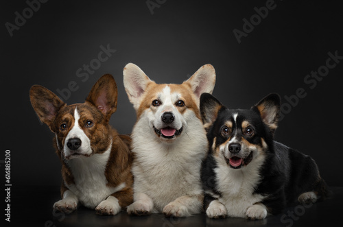 Three dogs of the same breed of different colors on a black background. Welsh corgi pembroke and cardigan. 