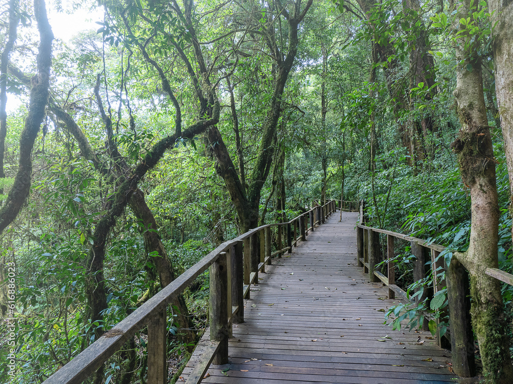 Pathway of a journey jungle in Doi inthanon national park Chiang mai Thailand