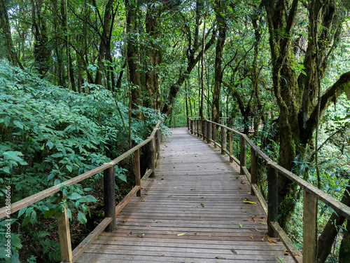 Pathway of a journey jungle in Doi inthanon national park Chiang mai Thailand