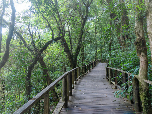 Pathway of a journey jungle in Doi inthanon national park Chiang mai Thailand