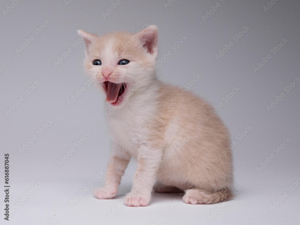 kitten kitten