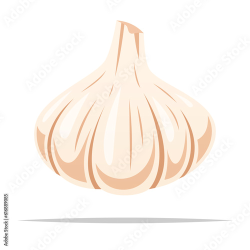 Whole garlic bulb vector isolated illustration