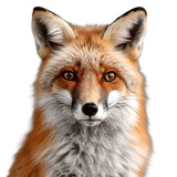 fox, face shot, portrait, isolated on transparent background cutout, generative ai.