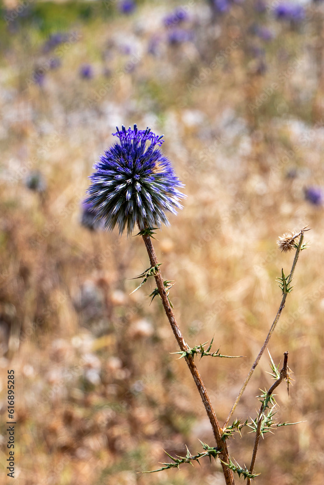Violet Flower of echinops bannaticus blue globe thistle a member of the sunflower family. Selective focus.