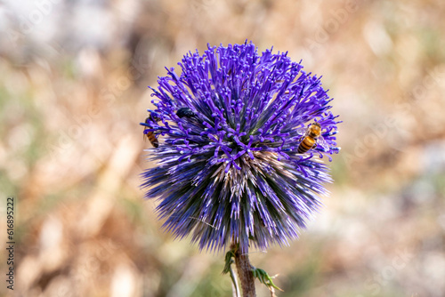 Violet Flower of echinops bannaticus blue globe thistle a member of the sunflower family. Selective focus. photo