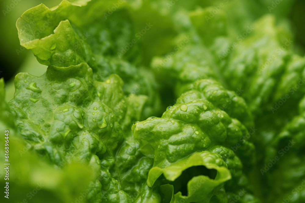 Green salad or lettuce leaves in garden, homegrown produce in back yard Green salad or lettuce leaves in garden, homegrown produce in back yard