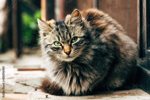 Tableau sur toile Portrait of a furry mixed breed female domestic cat with green eyes that resembl