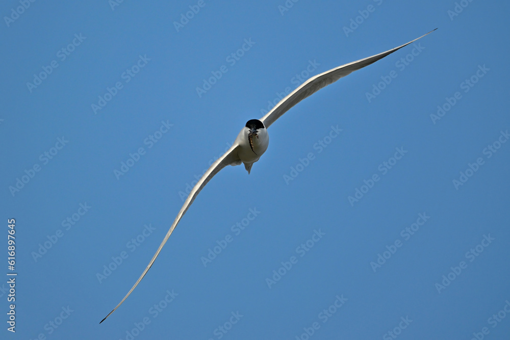 Gull-billed tern with beetle larva as prey // Lachseeschwalbe mit Wasserkäfer-Larve als Beute (Gelochelidon nilotica) - Axios Delta, Greece Gull-billed tern with beetle larva as prey // Lachseeschwalbe mit Wasserkäfer-Larve als Beute (Gelochelidon nilotica) - Axios Delta, Greece