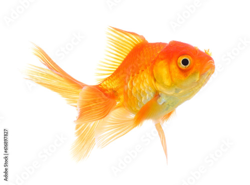 Fototapete gold fish isolated on transparent png