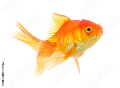 Panel kuchenny z motywem gold fish isolated on transparent png