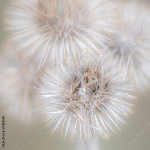 Sot focus image of dandelion seedheads