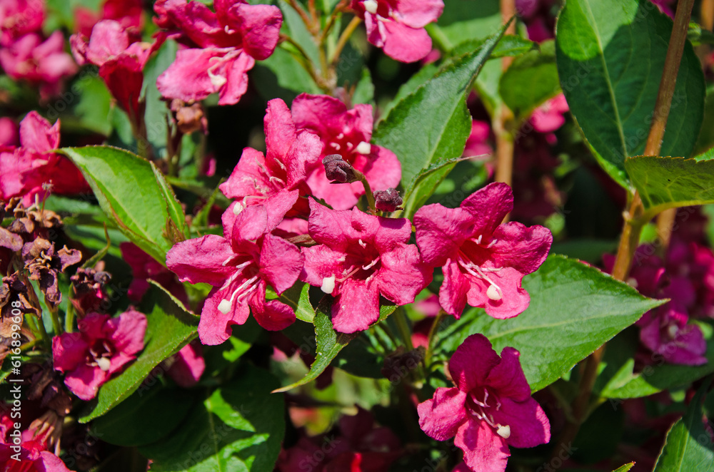 Old fashioned weigela. Weigela florida Old fashioned weigela. Weigela florida