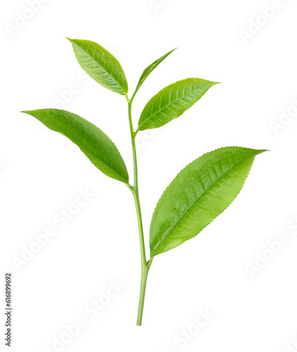 tea leaf isolated on transparent png