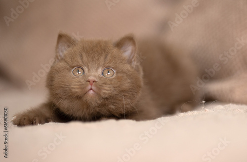 Edel Britisch Kurzhaar Katze kitten in braun cinnamon
