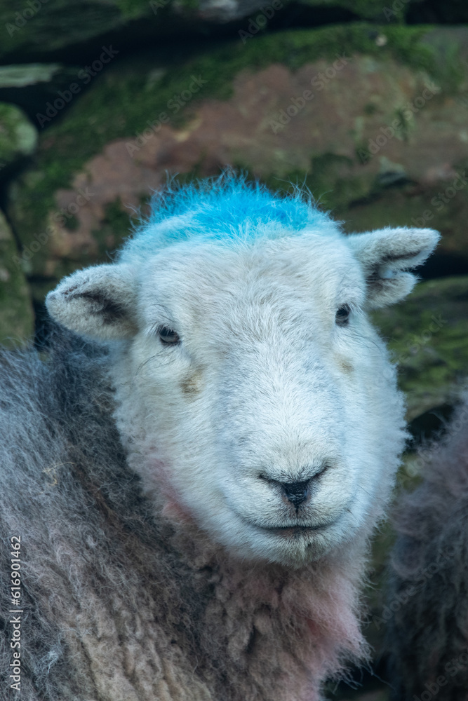 Close up of a herdwick sheep 