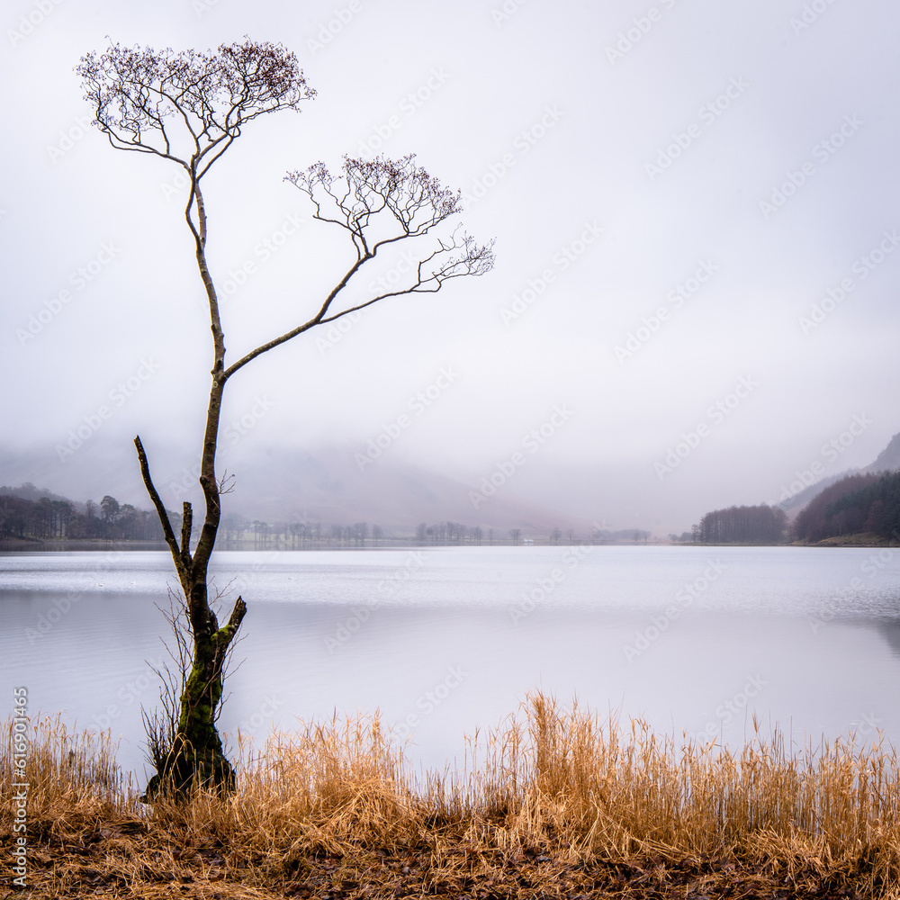 Lone tree on Buttermere on a misty autumn day Lone tree on Buttermere on a misty autumn day