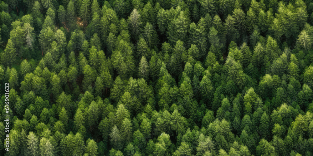 A seamless pattern tile of a dark green coniferous forest from the air.