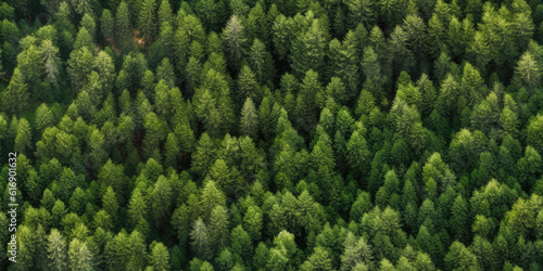 A seamless pattern tile of a dark green coniferous forest from the air. © Mirador
