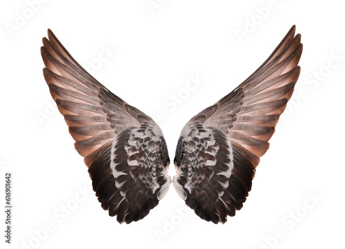 Wings isolated on transparent png
