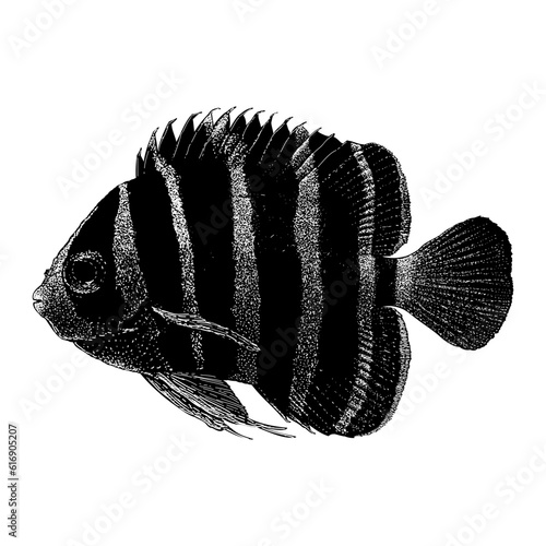 Peppermint Angelfish hand drawing vector isolated on background.