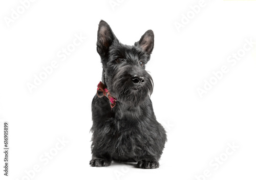 black scotch terrier puppy with checkered bow sitting on a white background