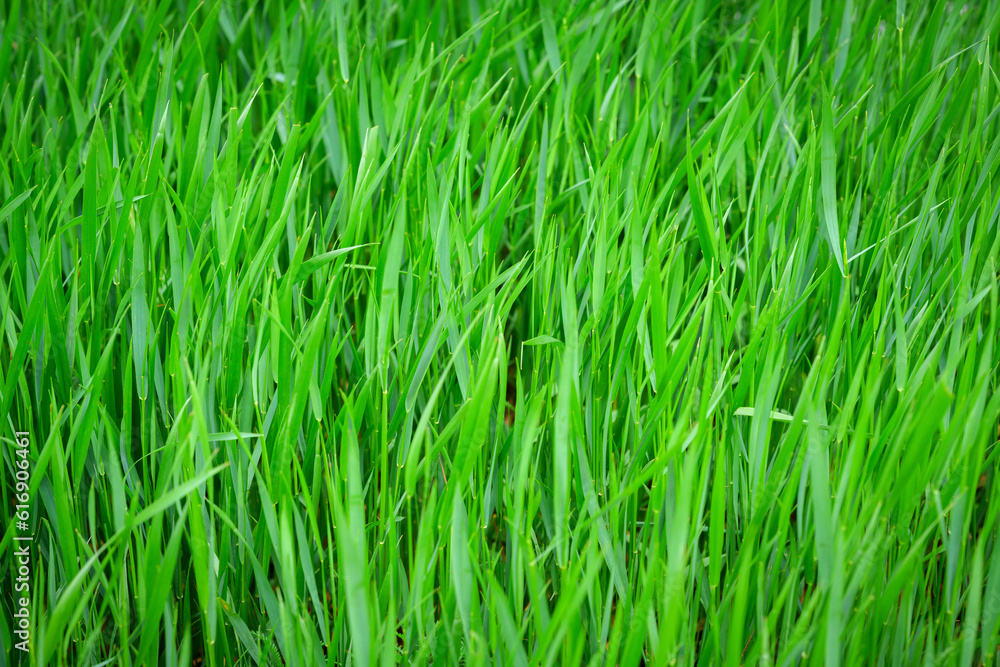 Fresh green grass as background. Selective focus with shallow depth of field. Fresh green grass as background. Selective focus with shallow depth of field.