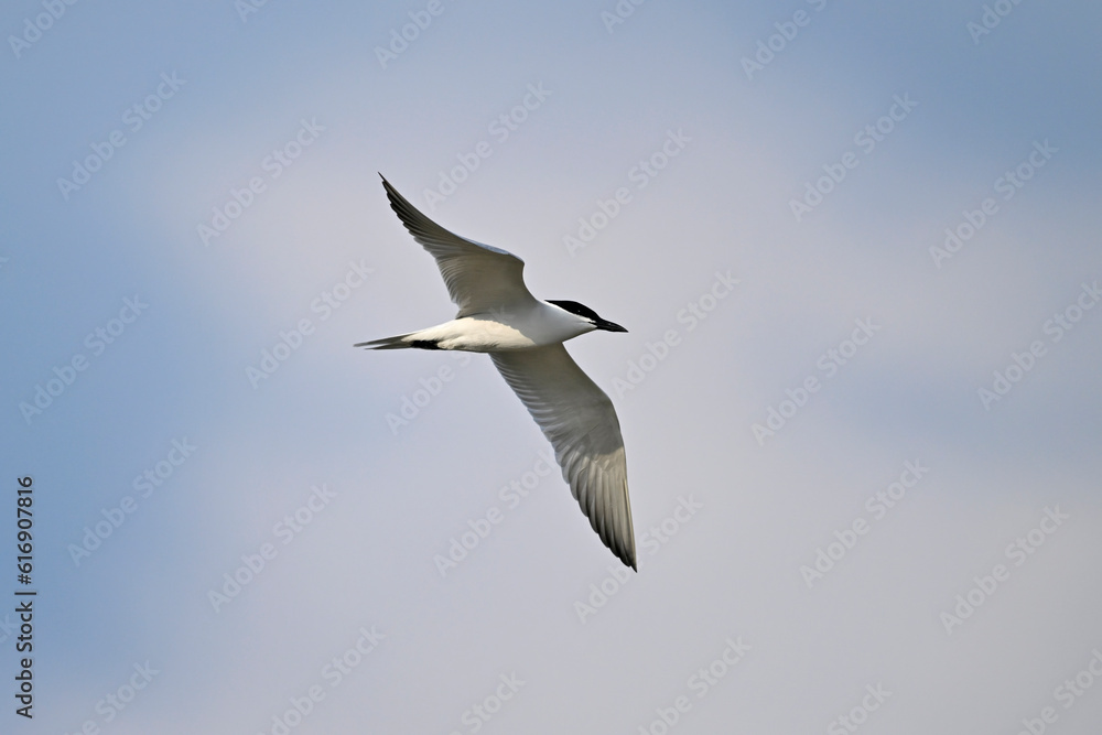 Gull-billed tern // Lachseeschwalbe (Gelochelidon nilotica) - Axios Delta, Greece Gull-billed tern // Lachseeschwalbe (Gelochelidon nilotica) - Axios Delta, Greece