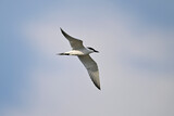 Gull-billed tern // Lachseeschwalbe (Gelochelidon nilotica) - Axios Delta, Greece