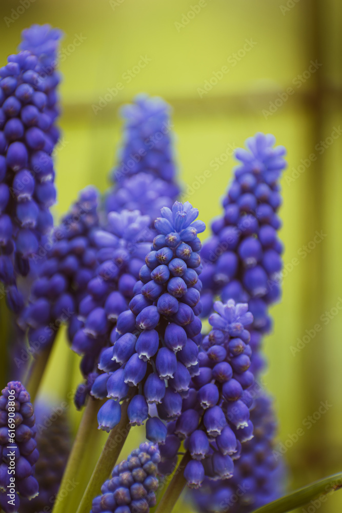 Purple common grape hyacinth background Purple common grape hyacinth background