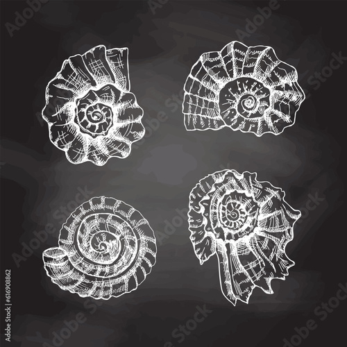 Seashells,  ammonite vector set. Hand drawn white sketch illustration. Collection of realistic sketches of various molluscs sea shells of various shapes isolated on chalkboard  background.