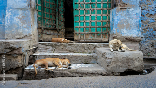3 three dogs sleeping in front of an antique blue green door in India outdoor