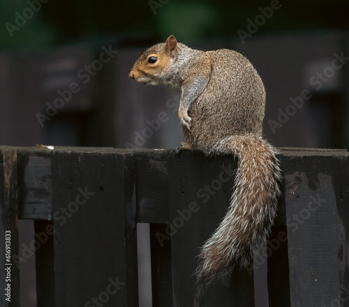 A charismatic North American squirrel, with its fluffy tail held high, gracefully exploring its woodland habitat. photo