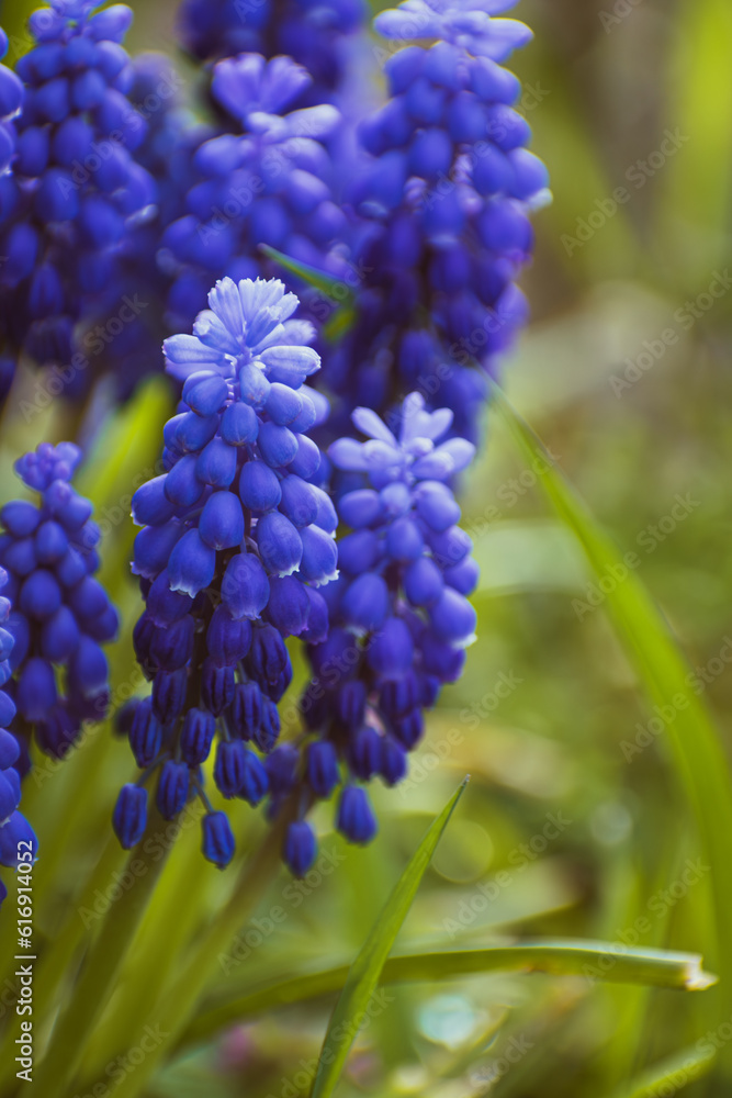Purple common grape hyacinth background Purple common grape hyacinth background