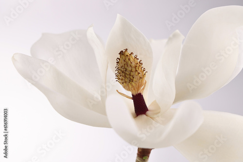 Fiore di magnolia reciso, petali dalle delicate tonalità bianco e avorio su fondo bianco
