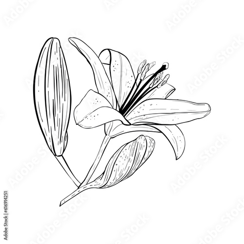 Vector illustration of lily flower in full bloom and two buds on stem. Black outline of petals, graphic drawing. For postcards, design, decoration, prints, posters, stickers, souvenirs, tattoos © Belenova_art