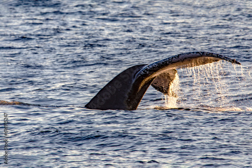 Tail of a great whale diving in the deep sea of the Gulf of California where the Cortez Sea meets the Pacific Ocean, in the state of Baja California Sur, Mexico. Whale concept. © Lifes_Sunday