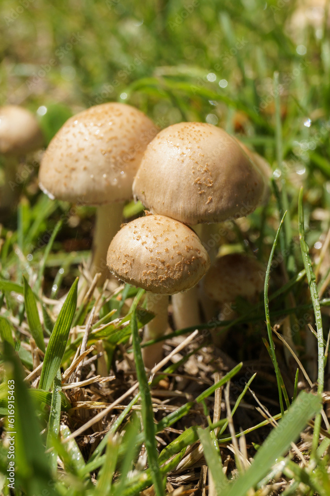 Wild mushroom growing in grass field. Panaeolus subalteatus. Hallucinogenic psilocybin containing mushroom entheogen. Side view. Wild mushroom growing in grass field. Panaeolus subalteatus. Hallucinogenic psilocybin containing mushroom entheogen. Side view.