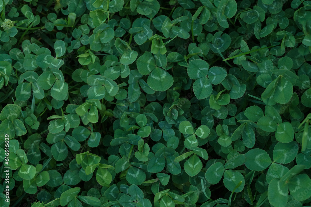 Background of green leaves of clover. Background of green leaves of clover.