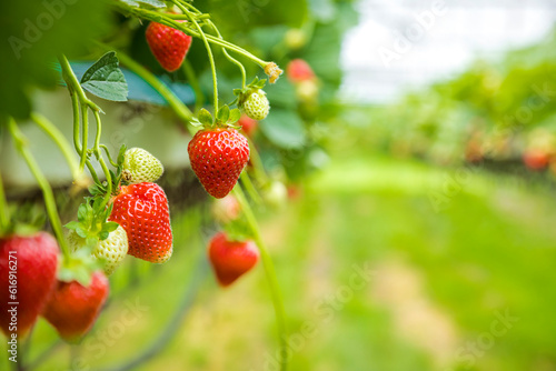 Red strawberries hanging from plant in plantation